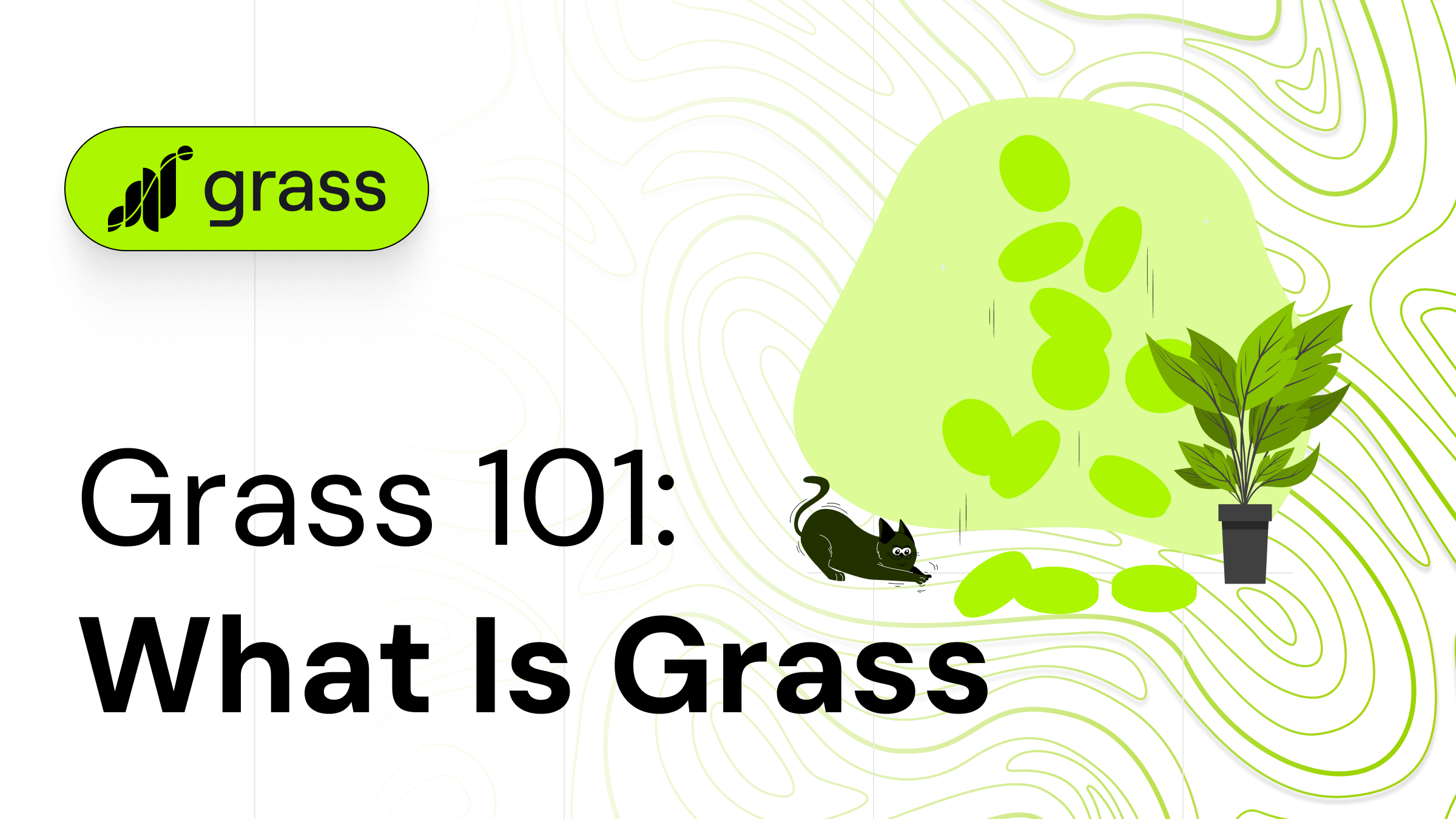 What is Grass